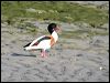 Click here to enter gallery and see photos of Common Shelduck