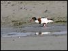 common_shelduck_51979