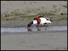 common_shelduck_51987