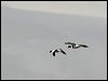 common_shelduck_52615