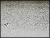 common_shelduck_54701