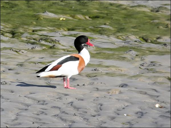 Common Shelduck common_shelduck_51966.jpg