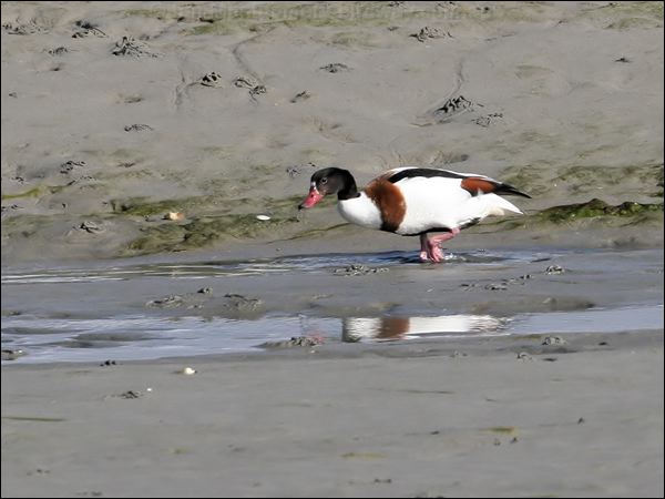 Common Shelduck common_shelduck_51979.jpg