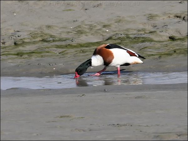 Common Shelduck common_shelduck_51987.jpg