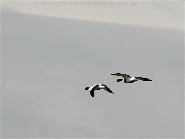 Common Shelduck common_shelduck_52615.jpg