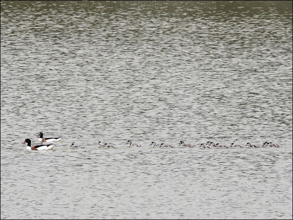 Common Shelduck common_shelduck_54701.jpg