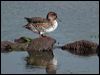 eurasian_teal_04915
