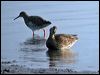 eurasian_teal_05255