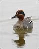 eurasian_teal_68694