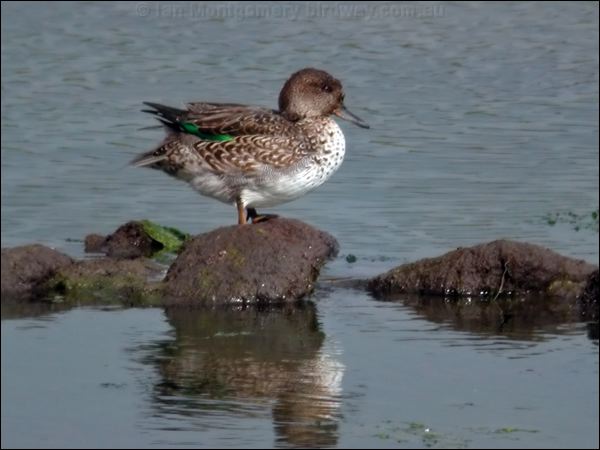 Eurasian Teal eurasian_teal_04915.psd