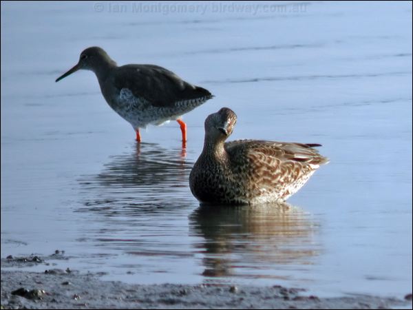 Eurasian Teal eurasian_teal_05255.psd