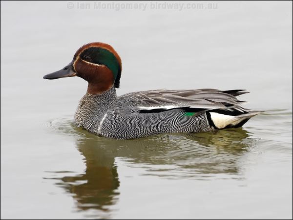 Eurasian Teal eurasian_teal_68705.jpg