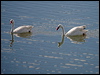 coscoroba_swan_208172