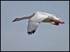 coscoroba_swan_208182