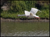 coscoroba_swan_208205
