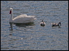 coscoroba_swan_208207