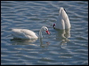 coscoroba_swan_208262