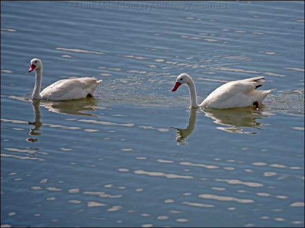 Coscoroba Swan coscoroba_swan_208172.psd