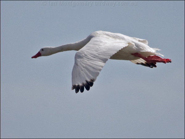 Coscoroba Swan coscoroba_swan_208182.psd