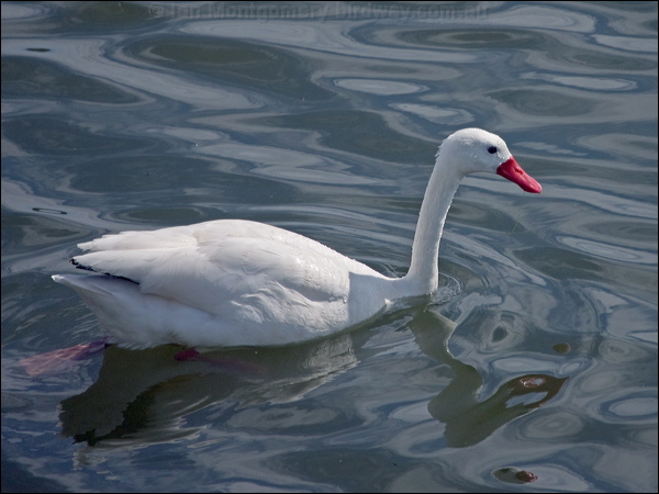 Coscoroba Swan coscoroba_swan_208201.psd