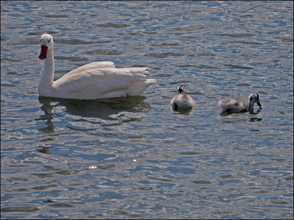 Coscoroba Swan coscoroba_swan_208207.psd