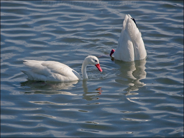 Coscoroba Swan coscoroba_swan_208262.psd