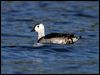 Cotton Pygmy-Goose cotton_pygmy_goose_17412.psd