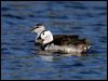 Click here to enter gallery and see photos of Cotton Pygmy-Goose
