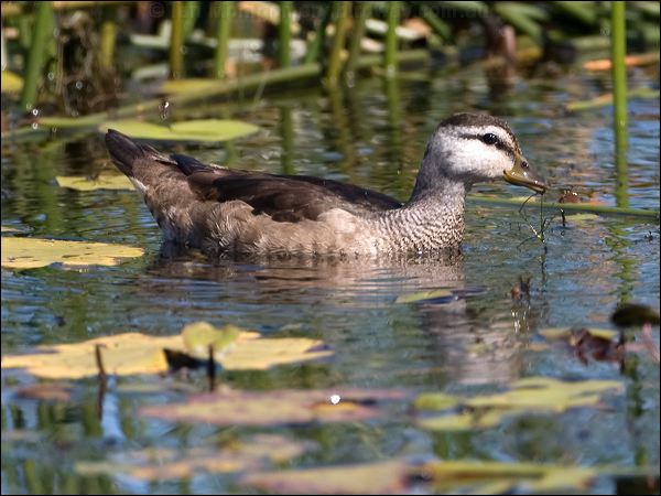 Cotton Pygmy-goose cotton_pygmy_goose_116864.psd