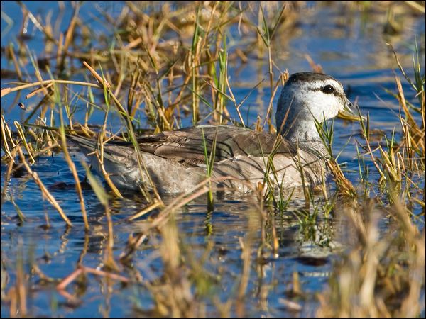 Cotton Pygmy-goose cotton_pygmy_goose_116934.psd