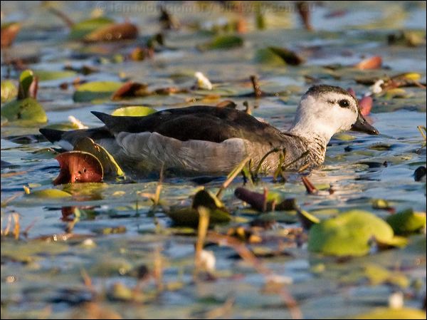 Cotton Pygmy-goose cotton_pygmy_goose_116964.psd