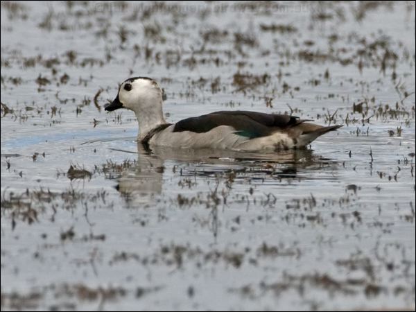 Cotton Pygmy-goose cotton_pygmy_goose_117062.psd