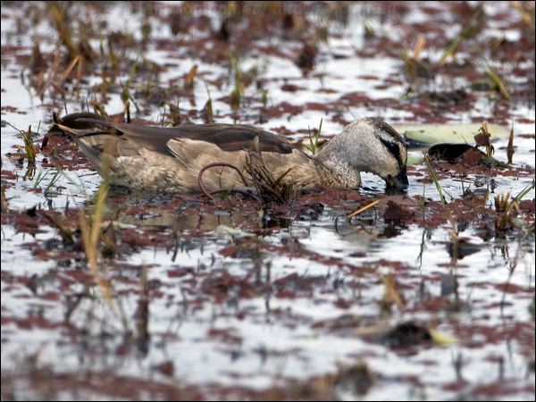 Cotton Pygmy-goose cotton_pygmy_goose_117070.psd
