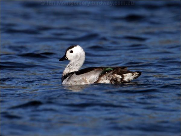 Cotton Pygmy-goose cotton_pygmy_goose_17395.psd
