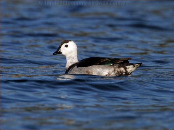 Cotton Pygmy-goose cotton_pygmy_goose_17412.psd