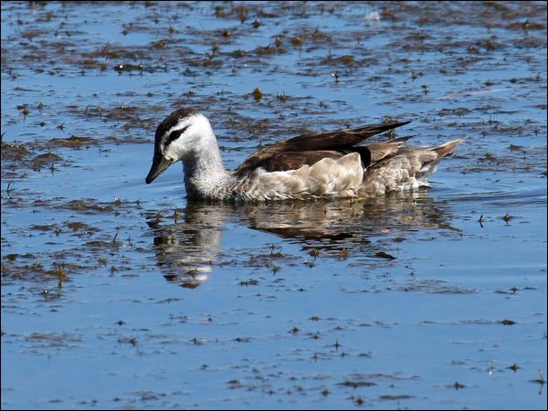 Cotton Pygmy-goose cotton_pygmy_goose_81252.psd