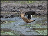 crested_duck_208756