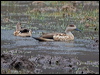 crested_duck_208792