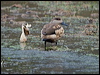 Click here to enter gallery and see photos of Crested Duck