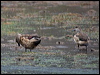 crested_duck_208826