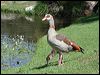 Click here to enter gallery and see photos of Egyptian Goose