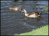 egyptian_goose_04272