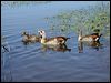egyptian_goose_04273