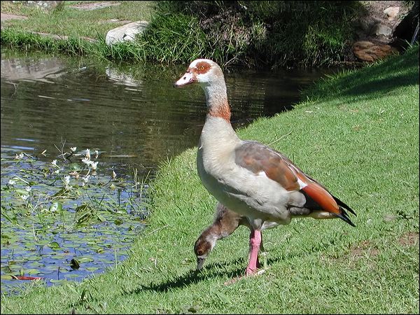 Egyptian Goose egyptian_goose_04271.jpg