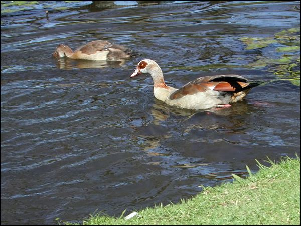 Egyptian Goose egyptian_goose_04272.jpg