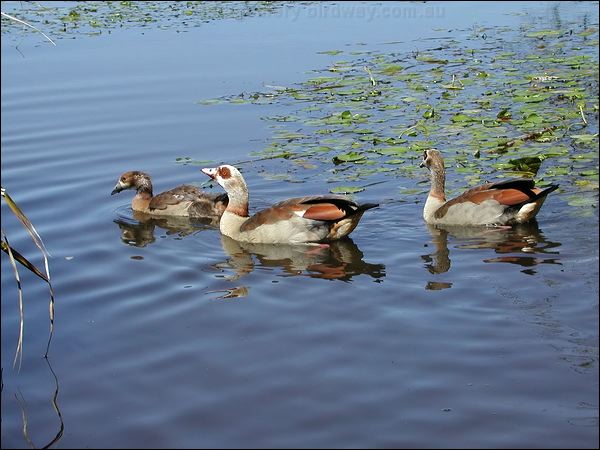Egyptian Goose egyptian_goose_04273.jpg