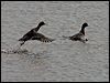 eurasian_wigeon_140581