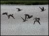 eurasian_wigeon_140582