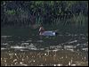 eurasian_wigeon_143463