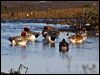 eurasian_wigeon_83596